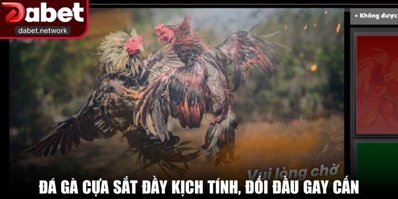 Đá gà cựa sắt đầy kịch tính, đối đầu gay cấn