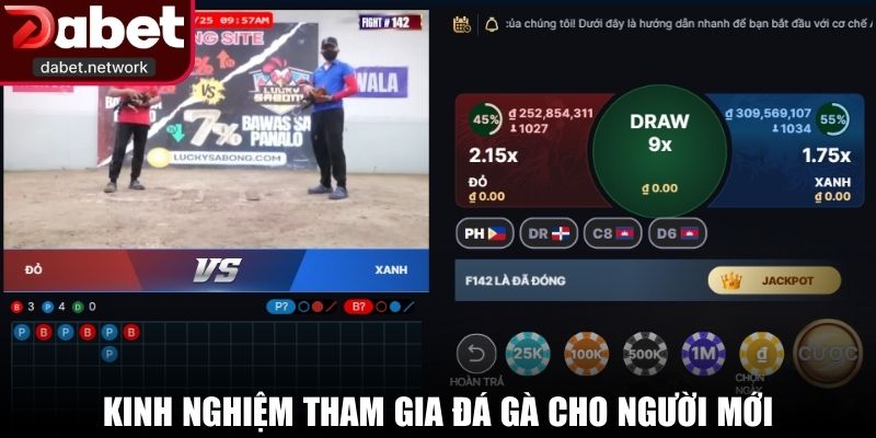 Kinh nghiệm tham gia đá gà cho người mới