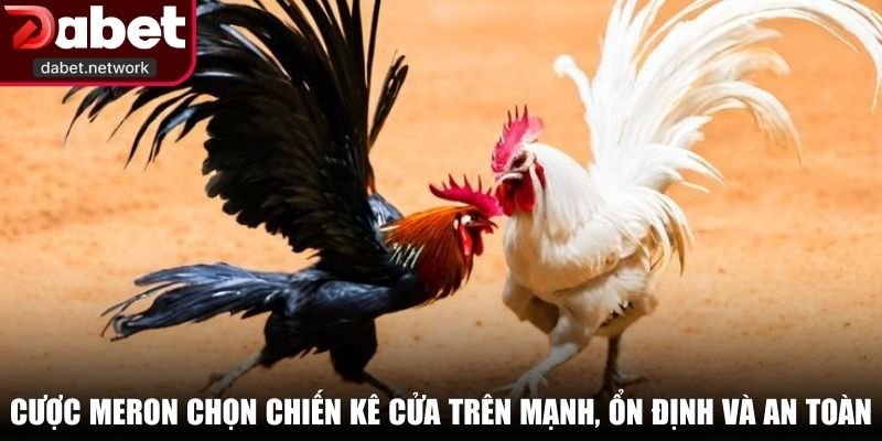 Cược Meron chọn chiến kê cửa trên mạnh, ổn định và an toàn