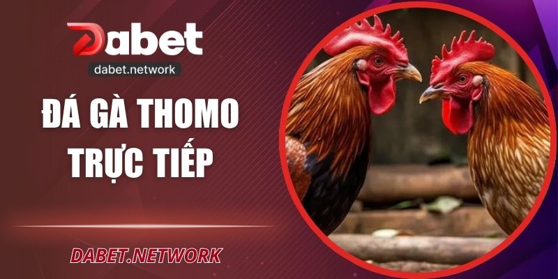 Đá Gà Thomo Trực Tiếp – Đấu Trường Đỉnh Cao Tại DABET